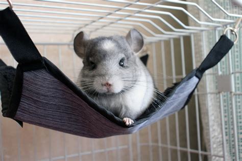 Bonding With Your Chinchilla For A Lifetime Of Love Small Pet Select