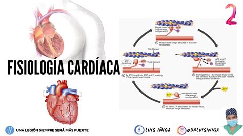 Fisiología Cardíaca Filamentos de Actina y Miosina Mecanismo de