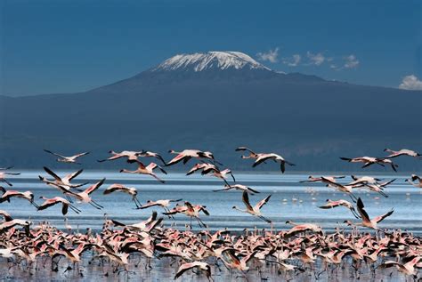 Fototapeta Flamingi I Kilimand Aro Tappy Pl