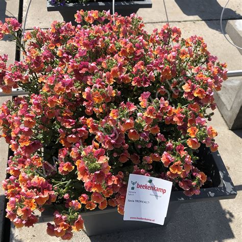 Немезия Nesia Burgundy (70 фото) - фото - картинки и рисунки: скачать ...