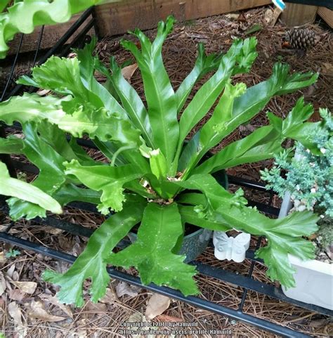 Birds Nest Fern Asplenium Antiquum Crissie