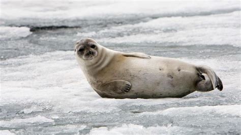 Ringed seal - Alchetron, The Free Social Encyclopedia