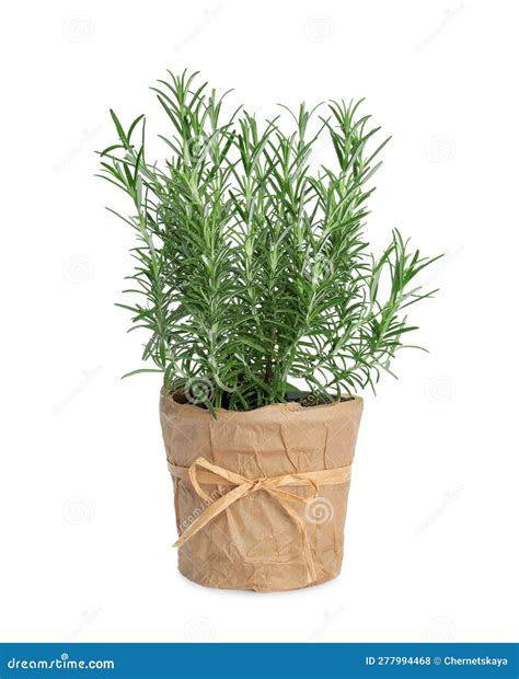 Aromatic Green Rosemary in Pot Isolated on White Stock Photo - Image of