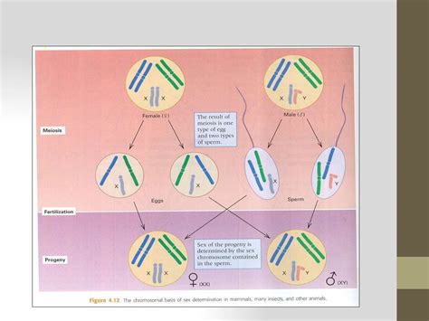 SEX DETERMINATION Pptx