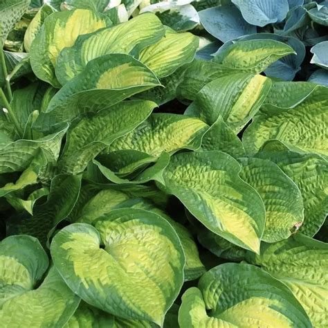 Хоста School Mouse (Скул Маус)