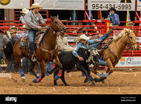 Steer Wrestling seen on Southeastern Circuit Finals Rodeo during the ...