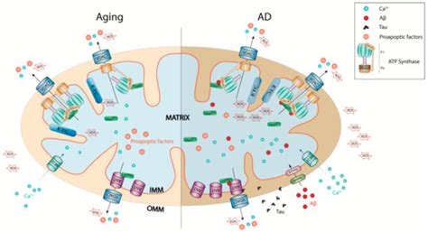 Cells Free Full Text Mitochondrial Permeability Transition A Pore