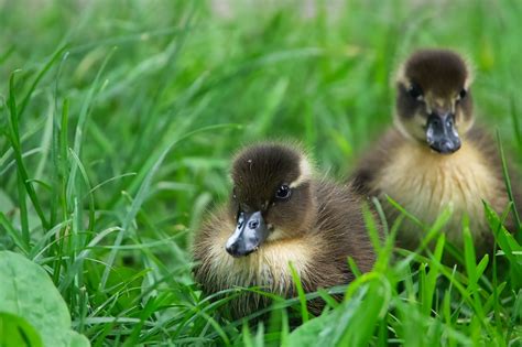 Ördek Yavrusu Ördekler Kuşlar - Pixabay'de ücretsiz fotoğraf - Pixabay