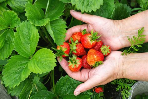 Le Meilleur Moment Pour Planter Vos Fraisiers D Couvrez Quand Et