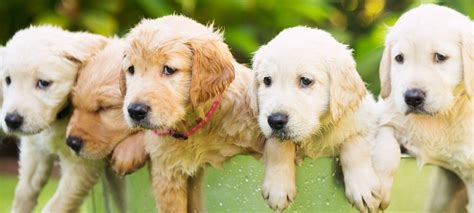 Top 500 Golden Retriever Names for a Female or Male Puppy – Green Garage