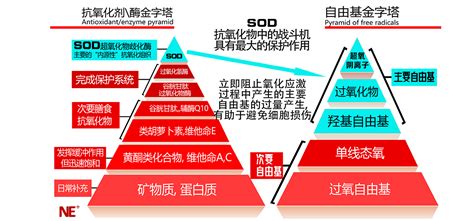 深圳市湖大谷奥生物科技有限公司-SOD与现代病