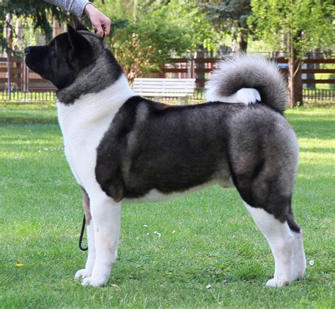 American Akita Bartek АМЕРИКАНСКАЯ АКИТА American Akita