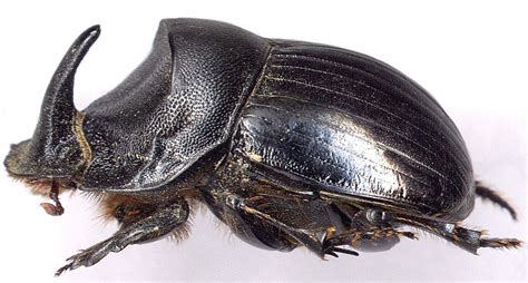 Испанский копр Copris hispanus (Linnaeus, 1764) - сканографии П.В.Батурина