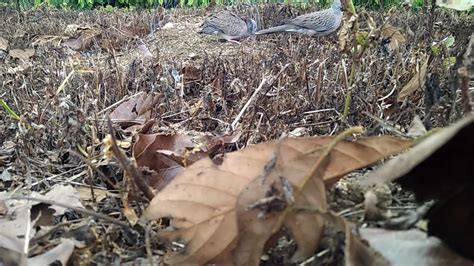 Cu Gay Dak Ha Youtube