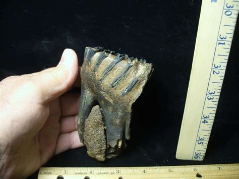 Partial Mammoth Baby Molar G The Stones Bones Collection