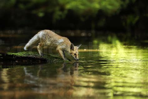 Young Red Fox Drink Water From River Vulpes Vulpes Stock Image