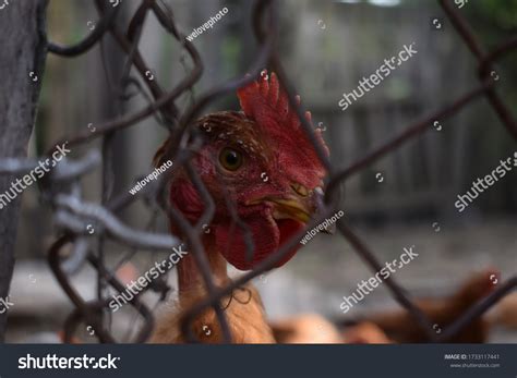 Naked Neck Chicken Chickens Photo Models Stock Photo Shutterstock