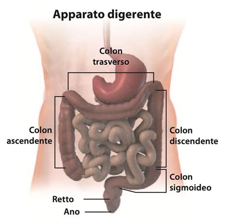 Tumori Del Colon Retto Dr Andrea Lucchi Specialista In Chirurgia