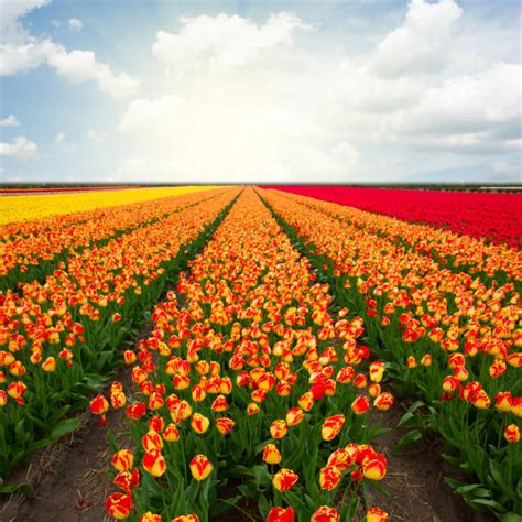 1,100+ Pink Tulip Field Crop Stock Photos, Pictures & Royalty-Free ...