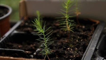 Ель из семян (12 фото): как вырастить росток из еловой шишки? Сколько ...