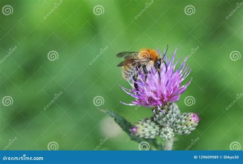 Primer De Una Abeja Anaranjada Y Amarilla Que Recolecta El Polen De Un