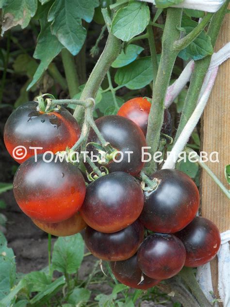 Томат Сиреневый закат R-20 • Описание, ОТЗЫВЫ(17), Фото, Семена