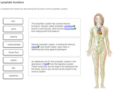 Flashcards Lymphatic Quizlet