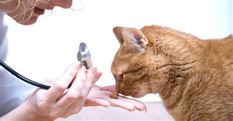 Giardiasis In Cats Pet Tips Mundo Animal