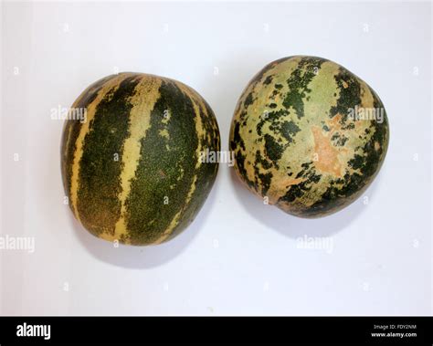 Wild Melon Cucumis Melo Var Agrestis Fruit Section Bari Kachri Oval