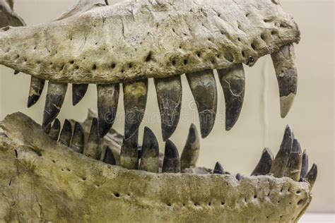 Dinosaur Teeth Close Up Editorial Photo Image Of Fossil 66537056
