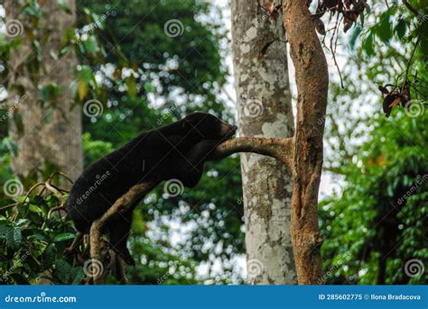 sun bear  rainforest  malaysia stock image image  rescue