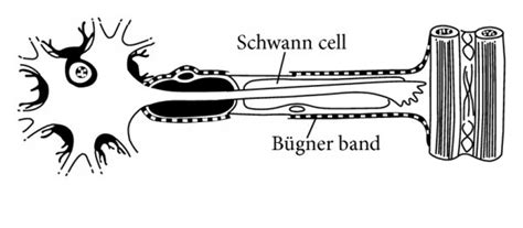 Degeneration And Regeneration After Peripheral Nerve Injury 24