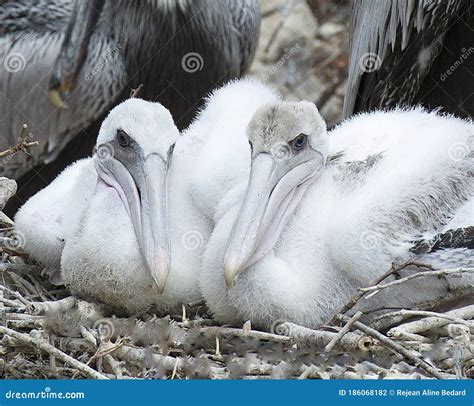 Brown Pelican Stock Photos Brown Baby Pelican Close Up Profile View