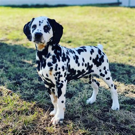 What Color Spots Can Dalmatians Have