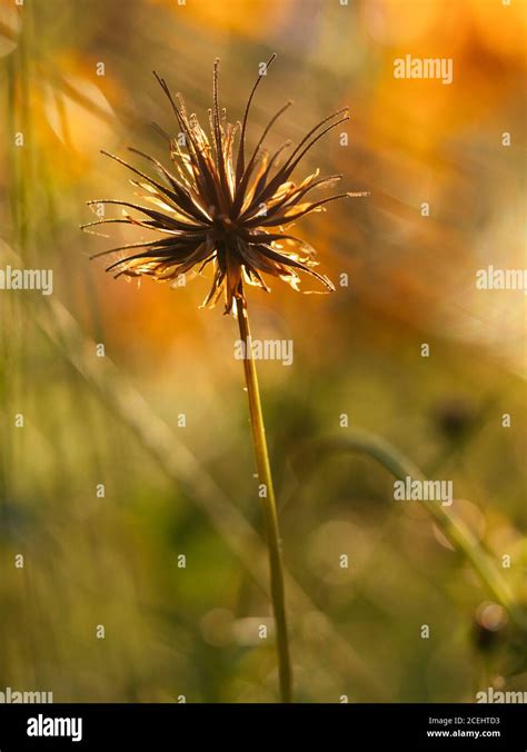 Mature Seed Head Of A Cosmos Sulphureus Flower Stock Photo Alamy