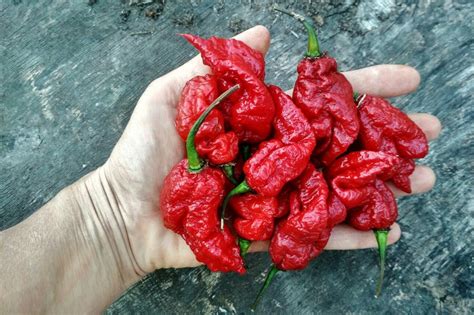 Перец Тринидад икс Стрейн красный – Новый сорт острого перца