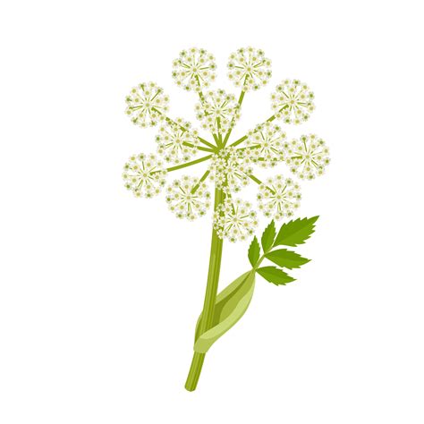 Vector Illustration Norwegian Angelica Or Angelica Archangelica