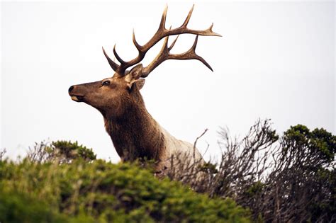 Tule Elk Hemmed in by High Fence Are Languishing in California Drought