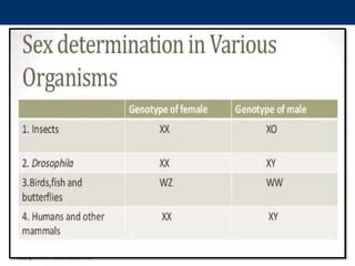 Melc Sex Determination Sex Chromosomes Ppt Explain The Different