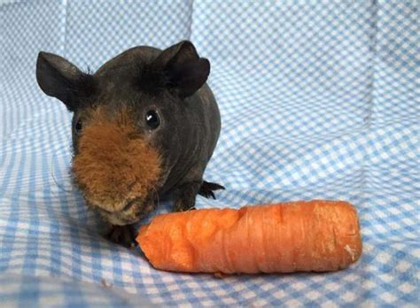 Naked Guinea Pig Has The Most Perfect Beard Ever The Dodo
