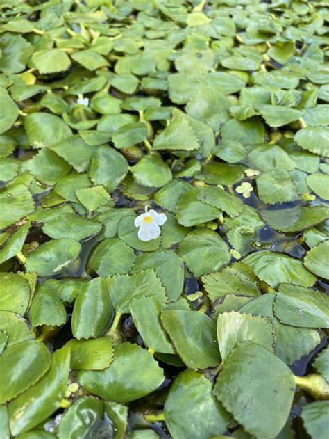 Water Chestnut Care – How To Grow And Harvest Water Chestnuts