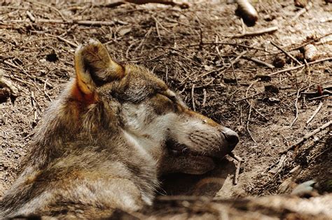 Wolf Sleeping Relaxed · Free Photo On Pixabay