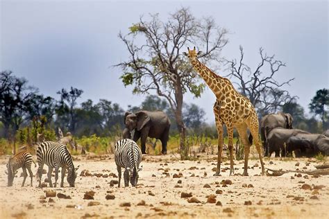 Which Countries Are The Best In Wildlife Conservation? - WorldAtlas
