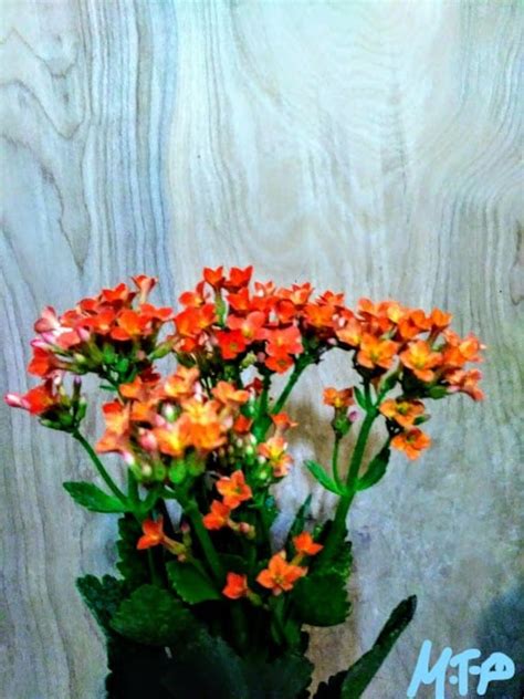 Kalanchoe Plant Orange Kalanchoe Plant Kalanchoe Etsy