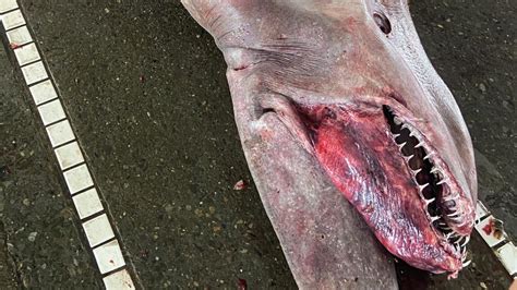Freakish goblin shark captured near Taiwan | news.com.au — Australia’s
