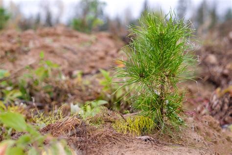 Forstgarten- und Forstpflegewirtschaft - proHolz