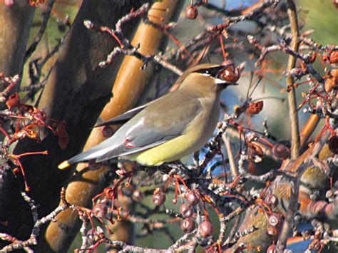 Cedar Waxwing