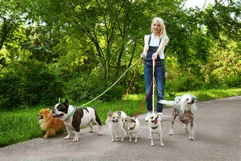Why Choose A Dog Walker For Your Busy Schedule Planet Adelpha