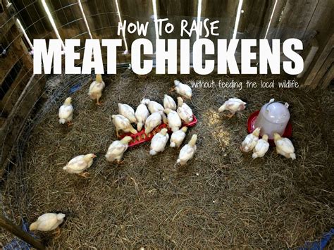 How To Raise Chicken Meat That Is Not Stringy Chewy Or Tough Farm