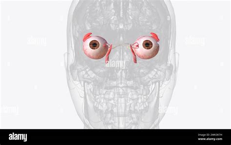 Visual Pathway Begins With Photoreceptors In The Retina And Ends In The